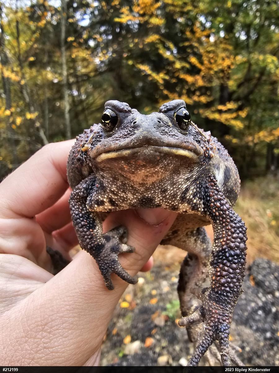 Eastern American Toad