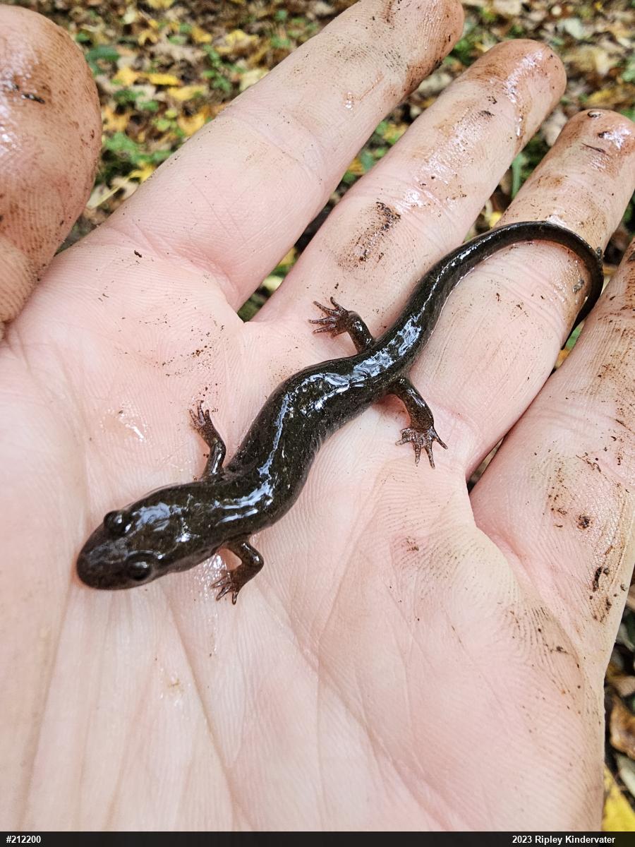Northern Dusky Salamander