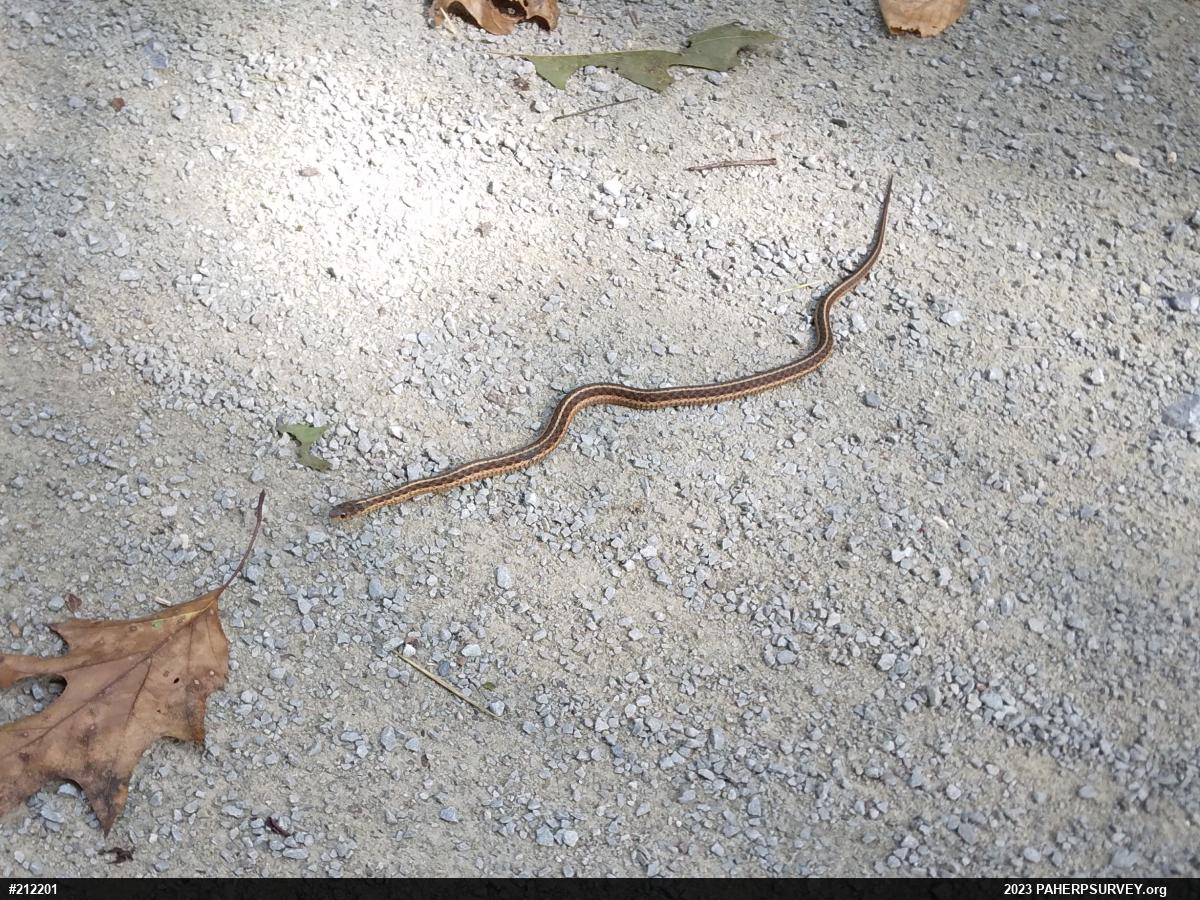 Eastern Gartersnake