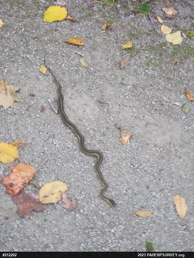 Eastern Gartersnake