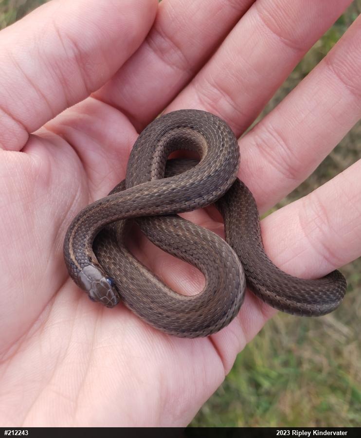 Shorthead Gartersnake