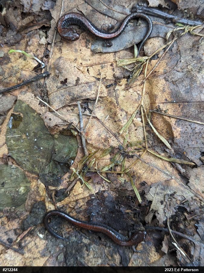 Eastern Red-backed  Salamander