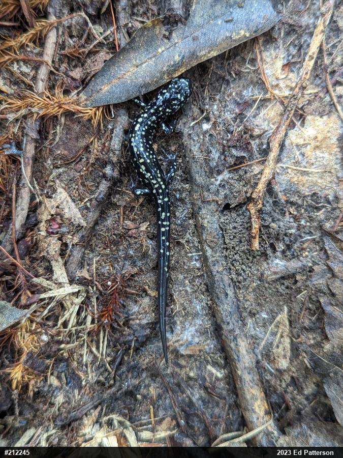 Northern Slimy Salamander