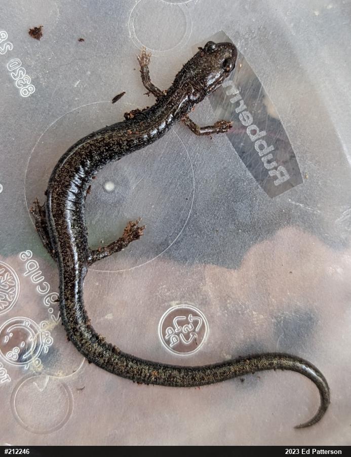 Valley And Ridge Salamander