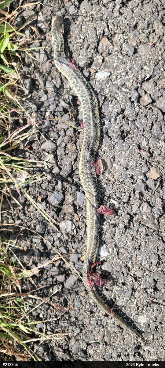 Eastern Gartersnake
