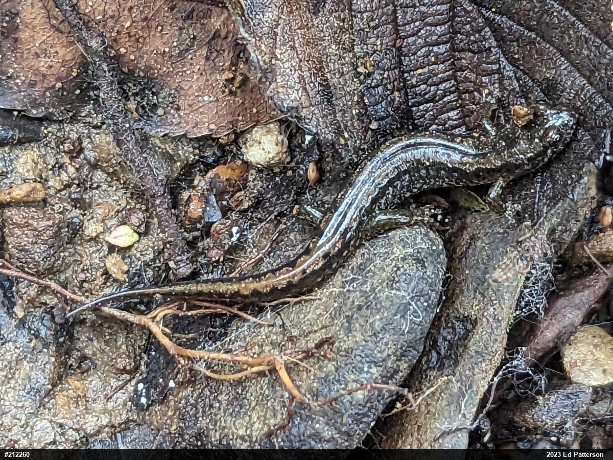Northern Dusky Salamander