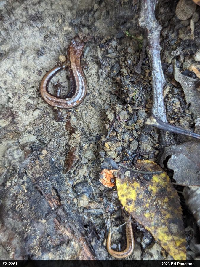 Allegheny Mountain Dusky Salamander