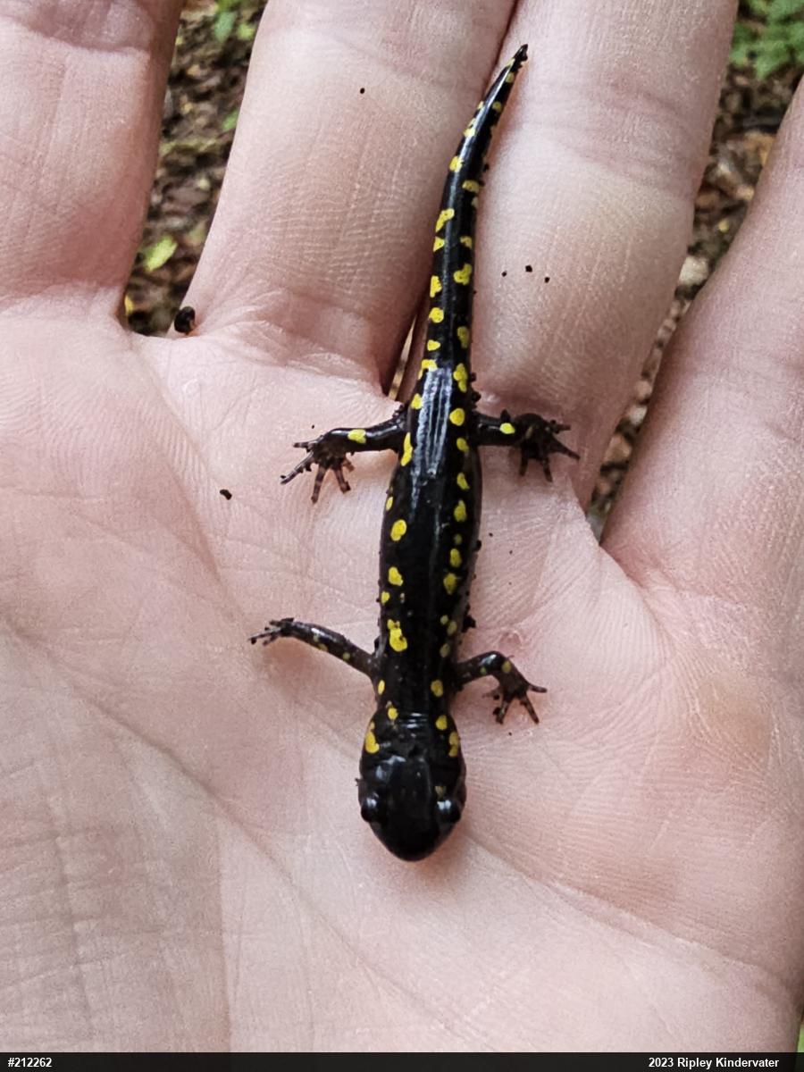 Spotted Salamander
