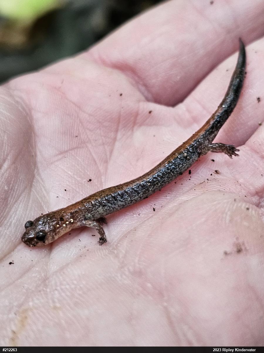 Eastern Red-backed  Salamander