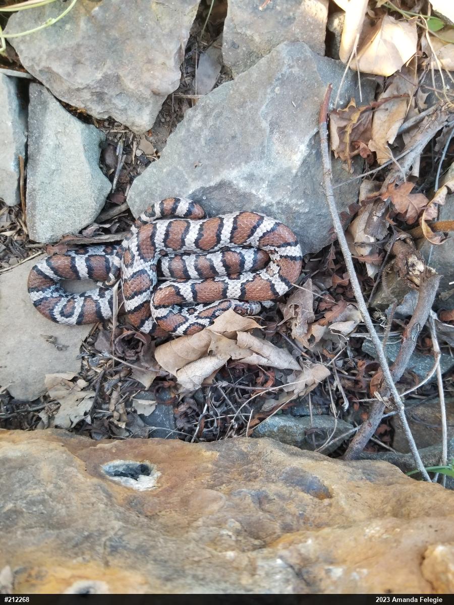 Eastern Milksnake