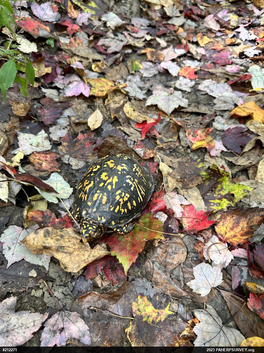 Eastern Box Turtle
