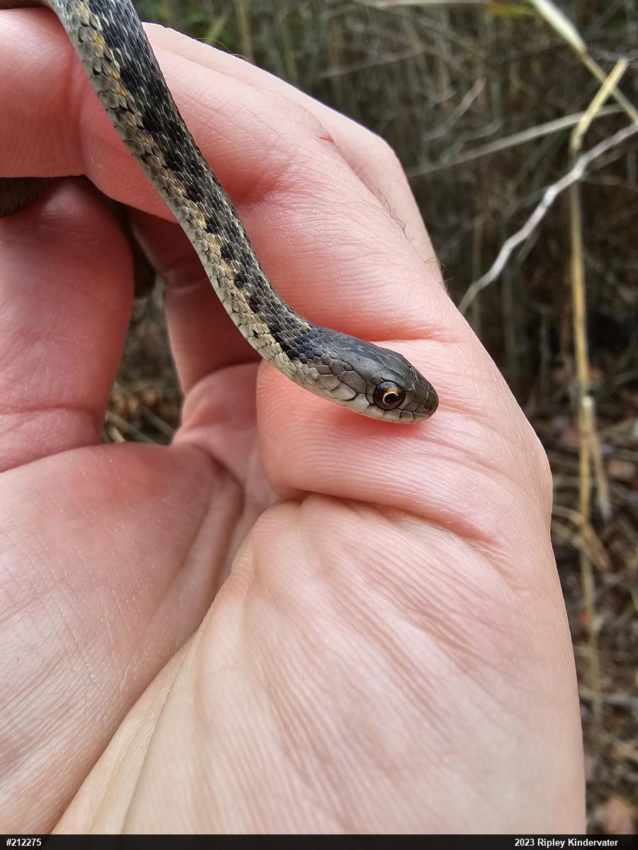 Eastern Gartersnake