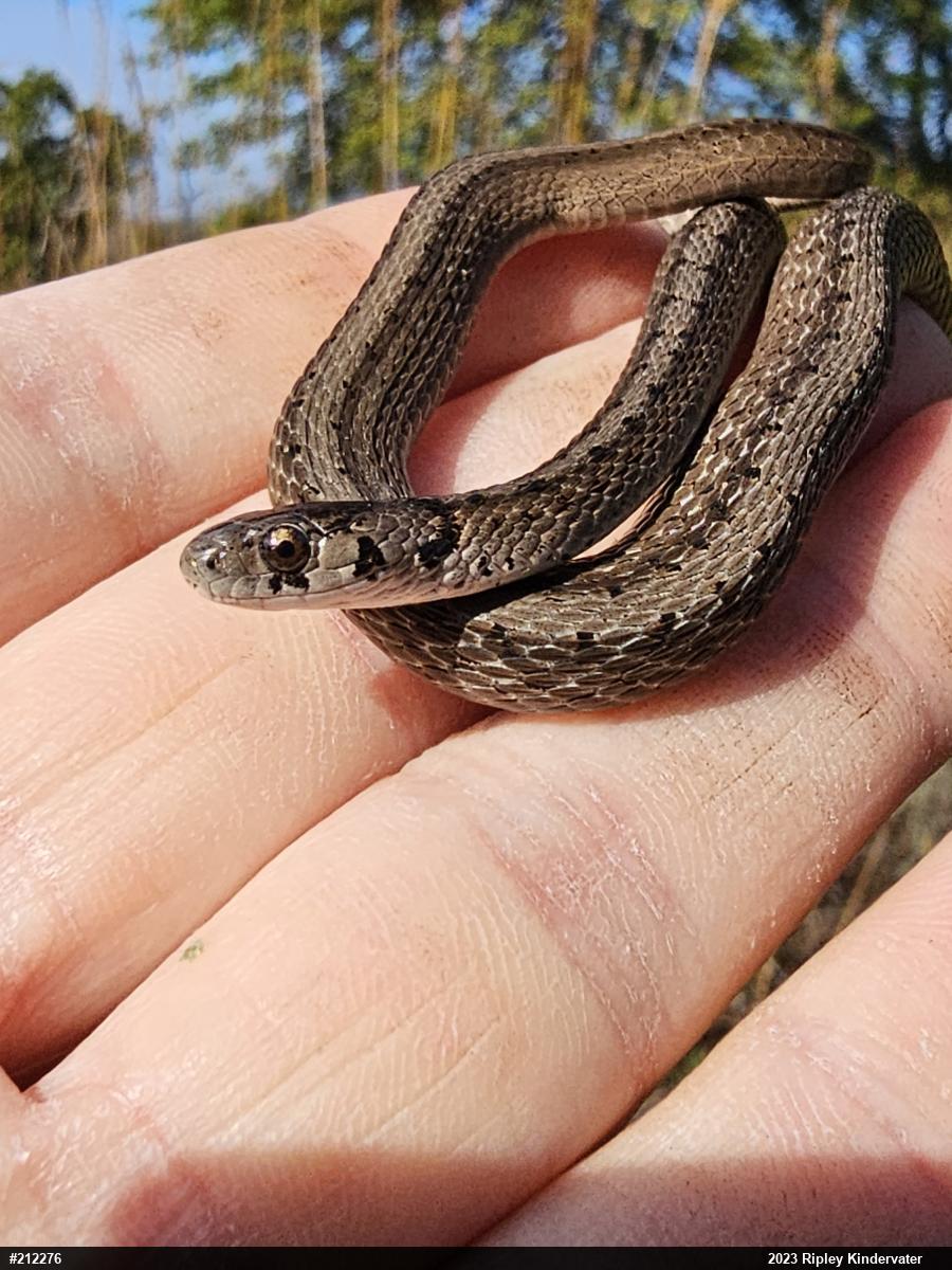 Dekay's Brownsnake