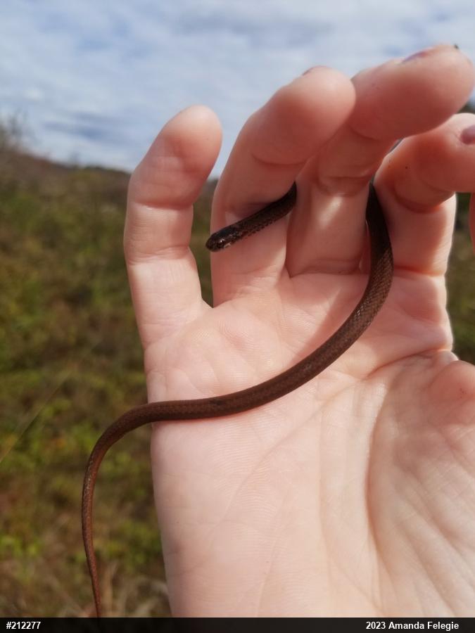 Red-bellied Snake