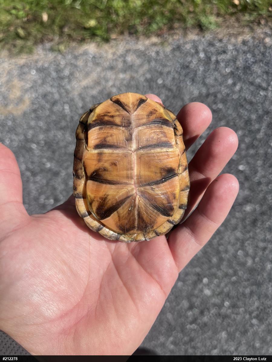 Eastern Box Turtle