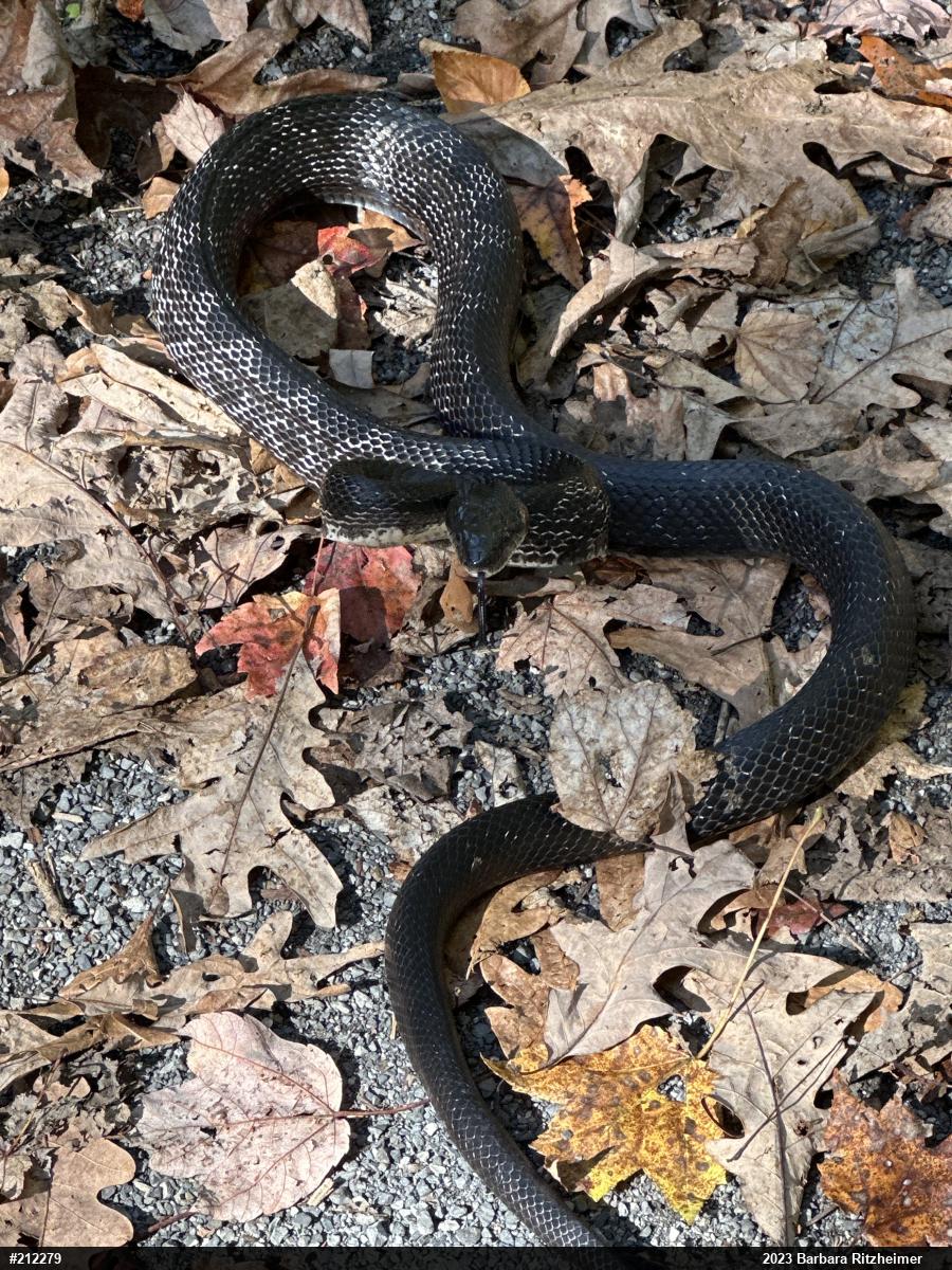 Eastern Ratsnake