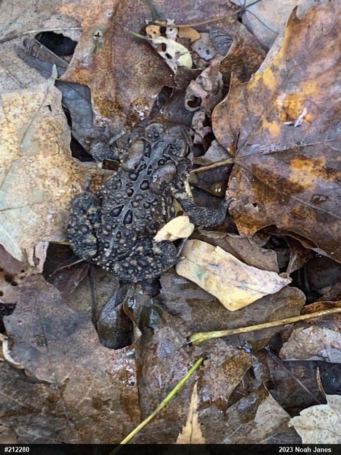 Eastern American Toad