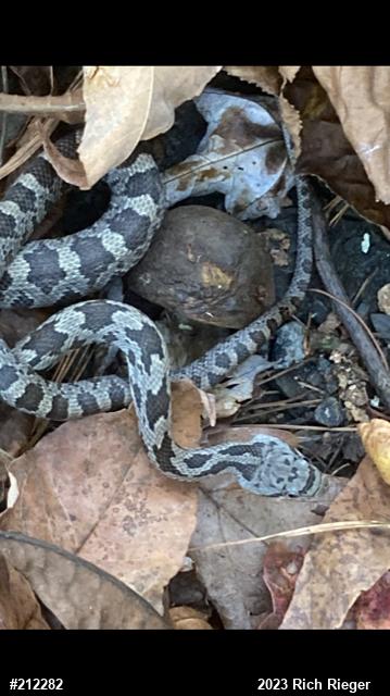 Eastern Ratsnake
