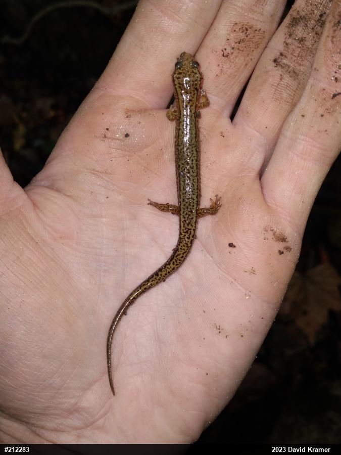 Northern Two-lined Salamander