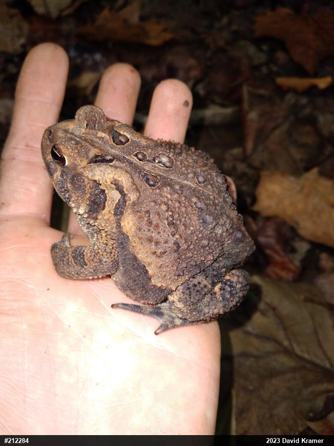 Eastern American Toad