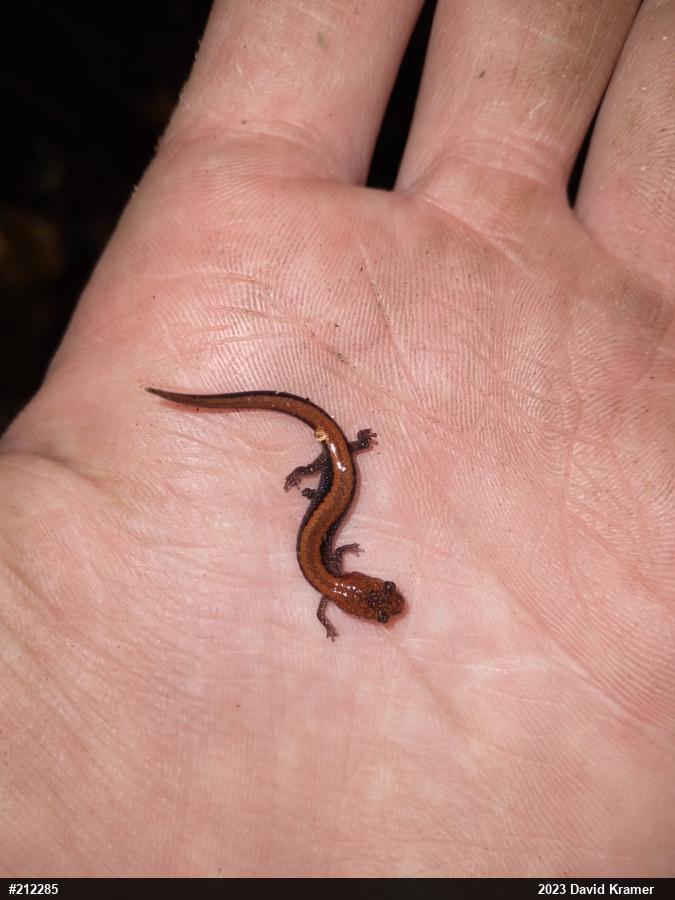 Eastern Red-backed  Salamander