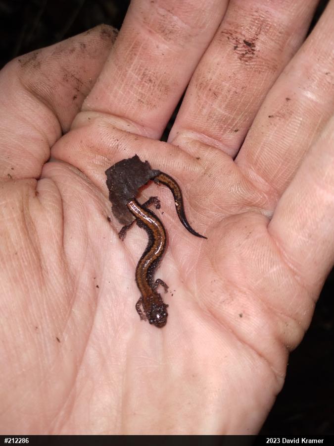 Eastern Red-backed  Salamander
