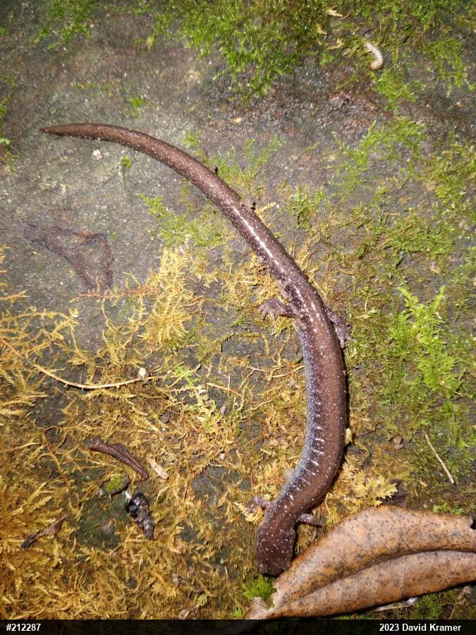 Eastern Red-backed  Salamander