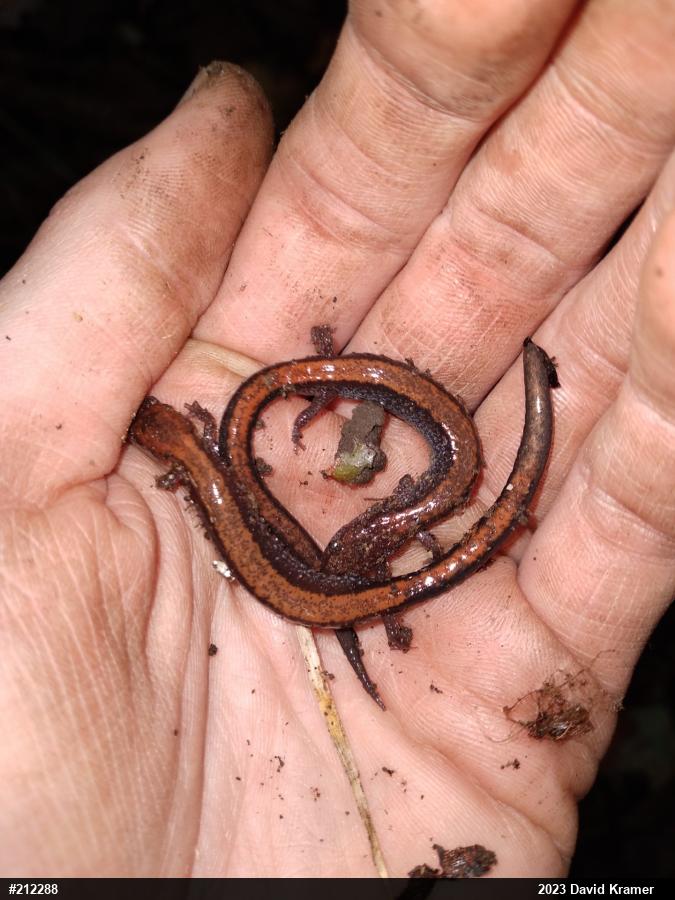 Eastern Red-backed  Salamander