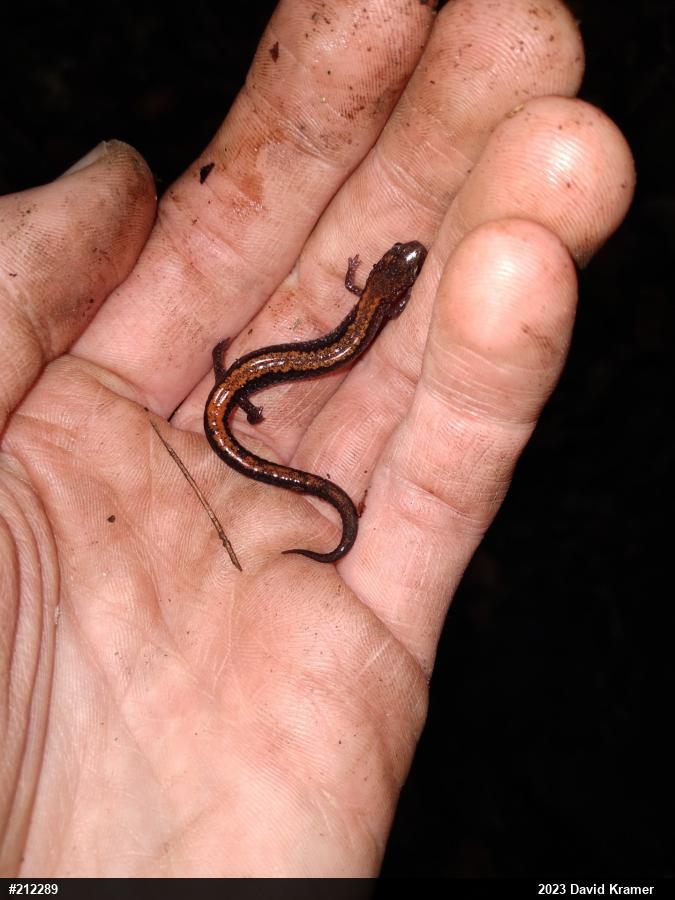 Eastern Red-backed  Salamander