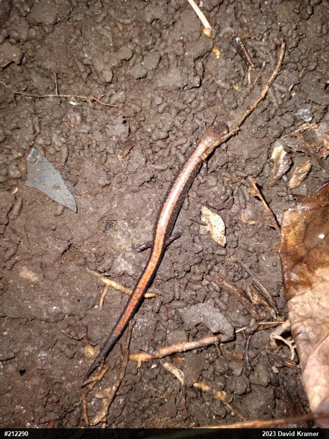 Eastern Red-backed  Salamander