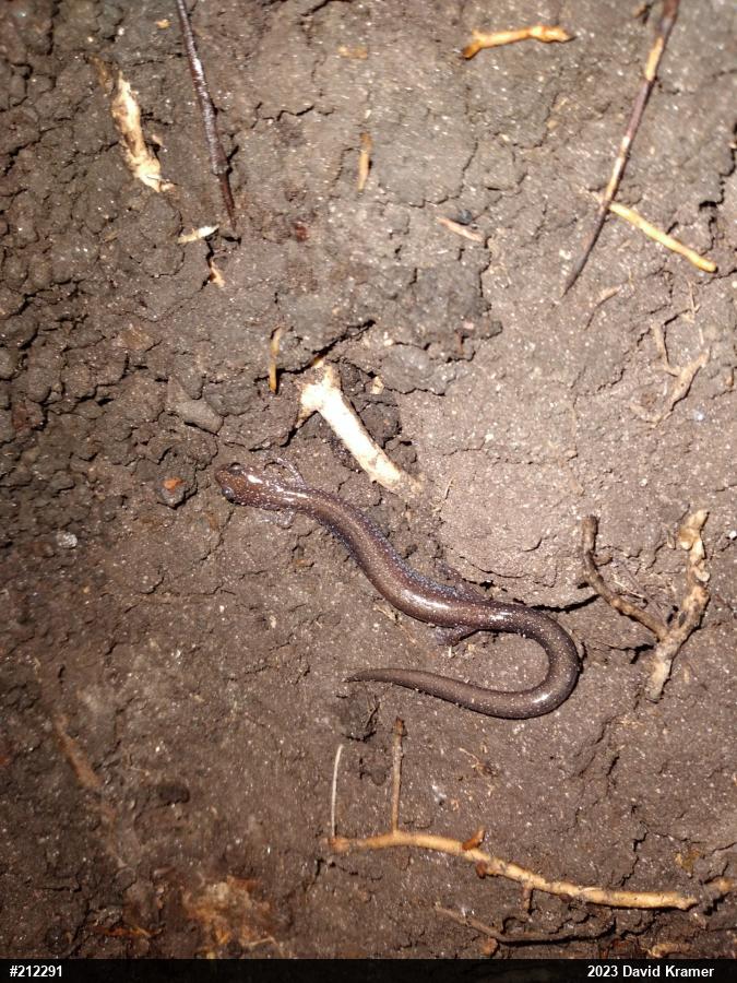 Eastern Red-backed  Salamander