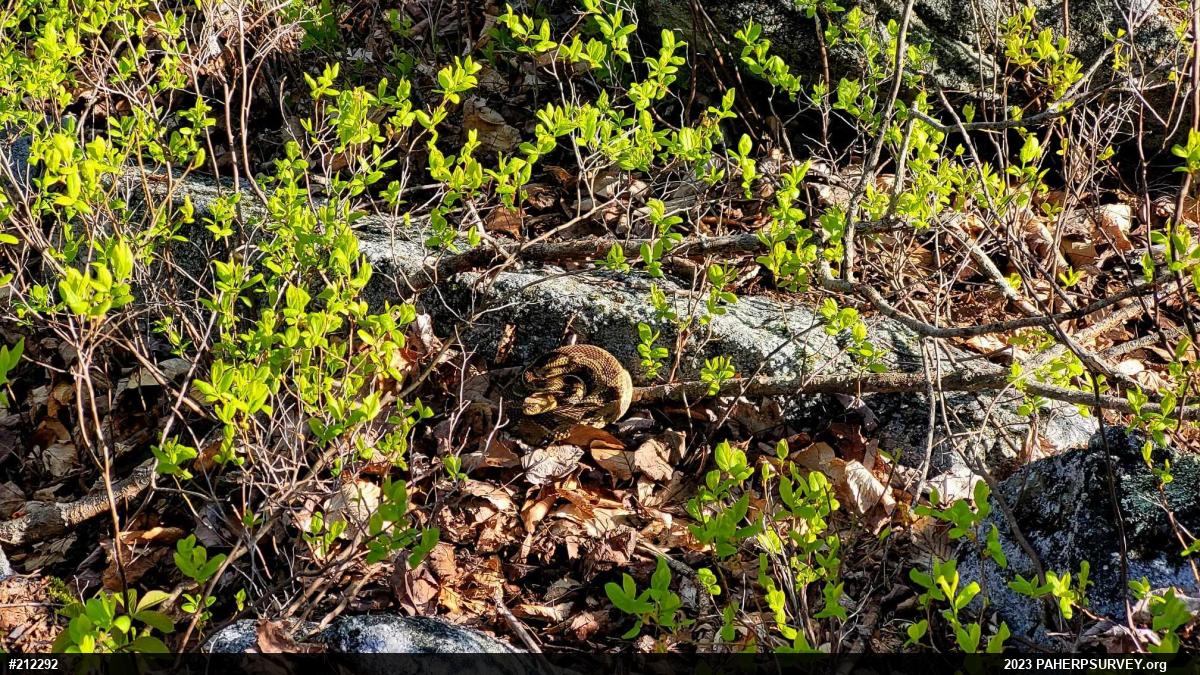 Timber Rattlesnake