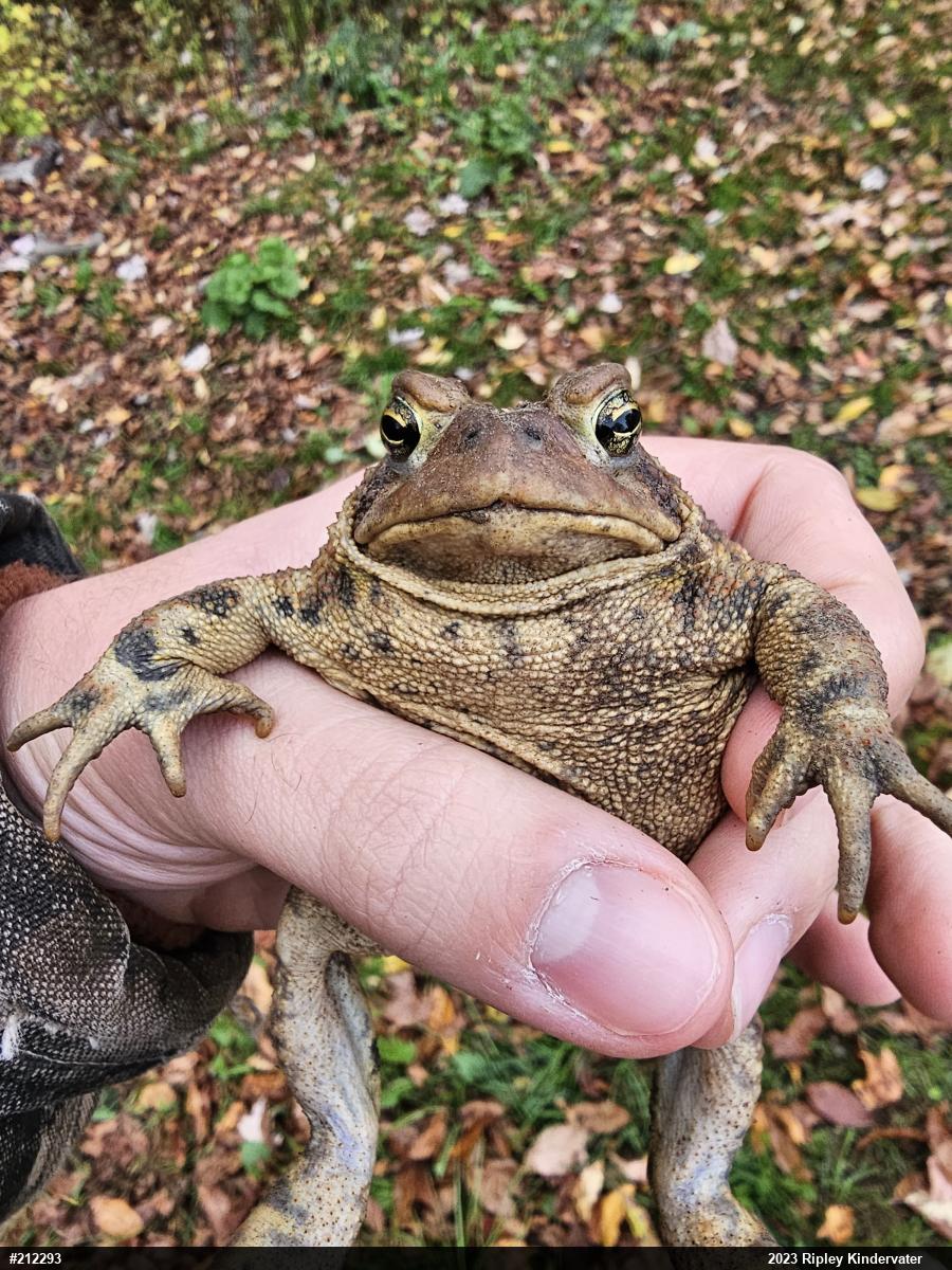 Eastern American Toad