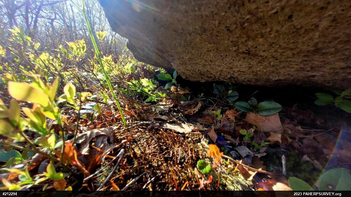 Timber Rattlesnake