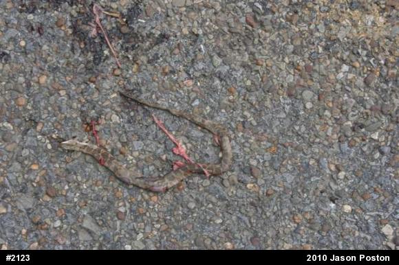 Northern Watersnake