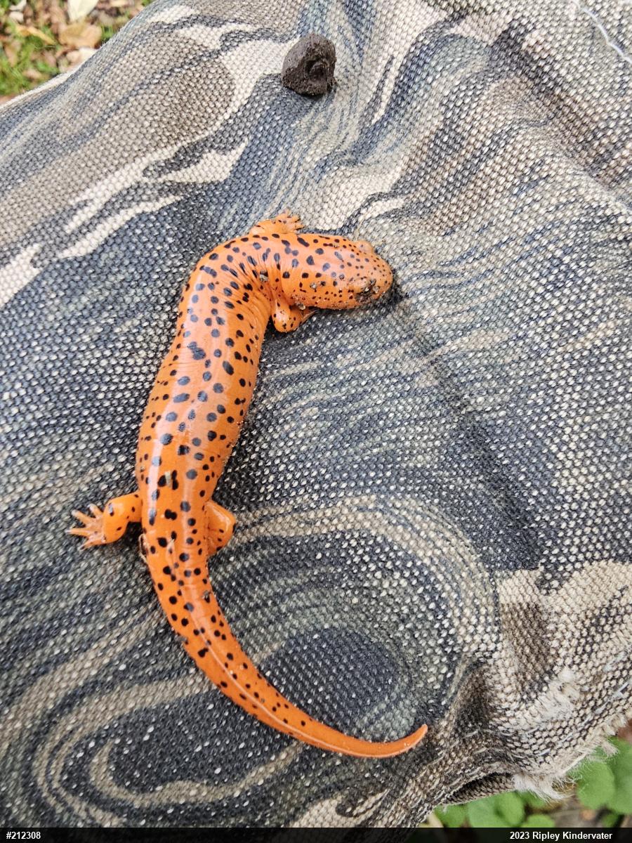 Northern Red Salamander