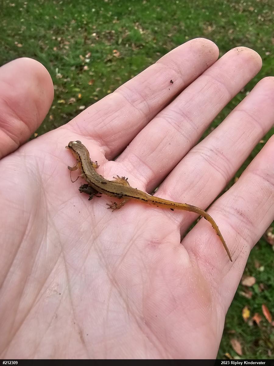 Northern Two-lined Salamander