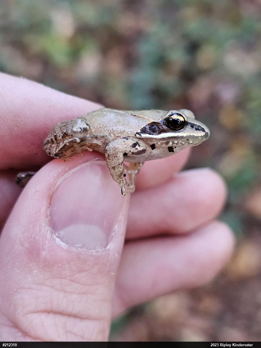 Wood Frog