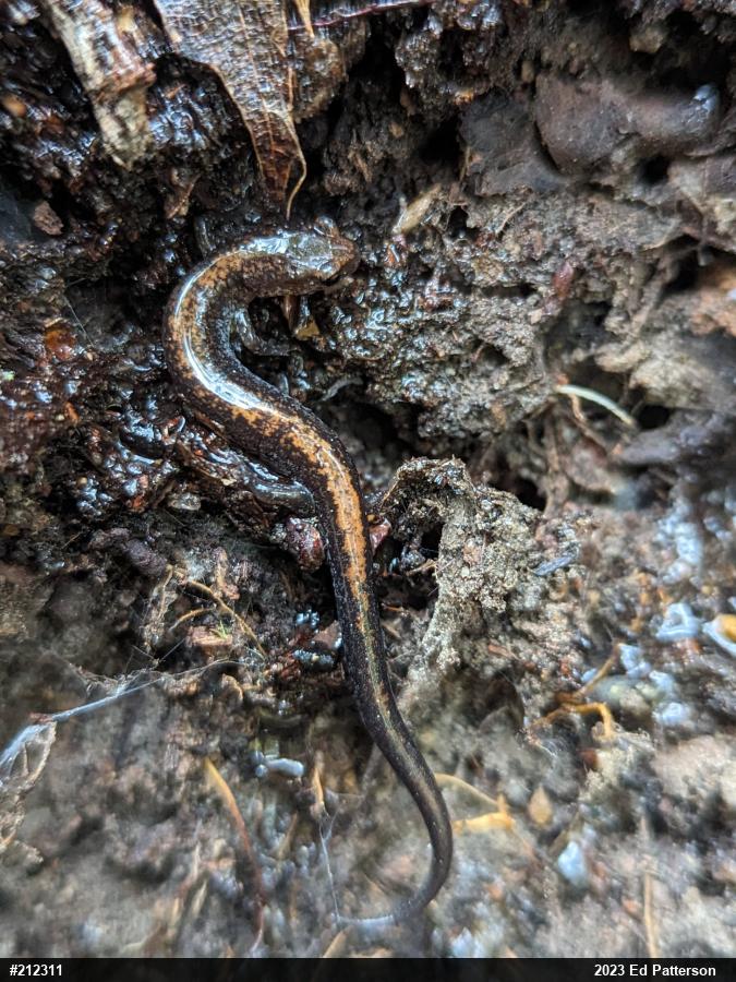 Eastern Red-backed  Salamander