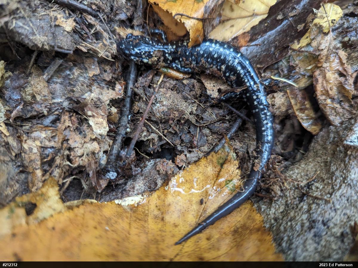 Northern Slimy Salamander