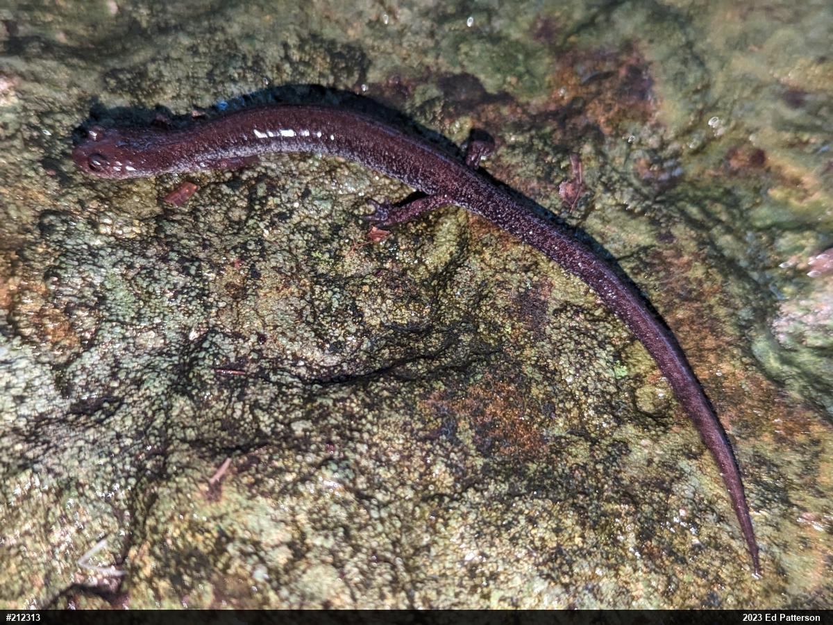 Valley And Ridge Salamander