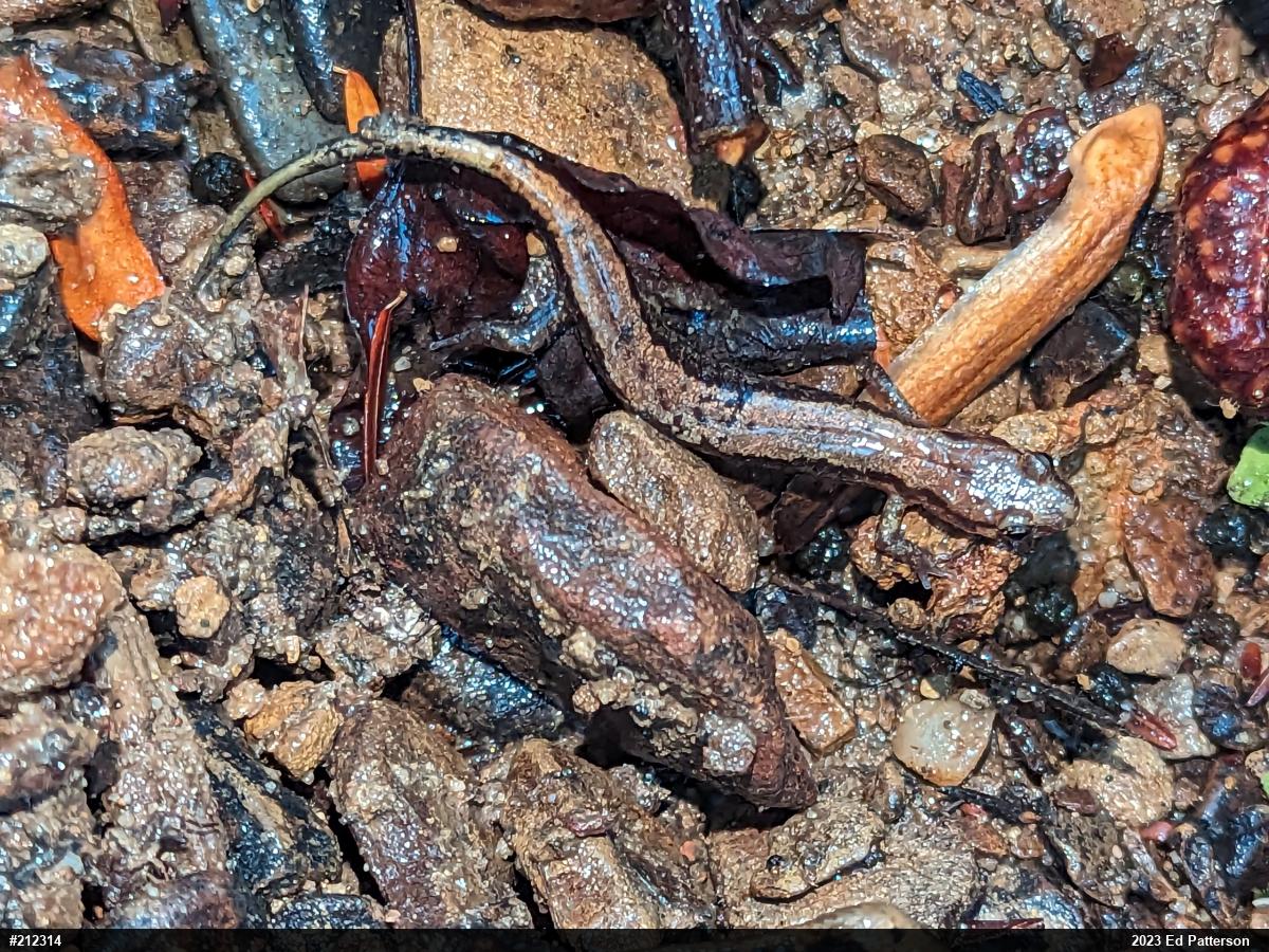 Allegheny Mountain Dusky Salamander