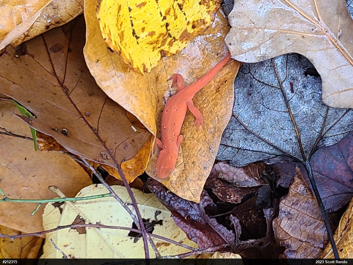 Red-spotted Newt
