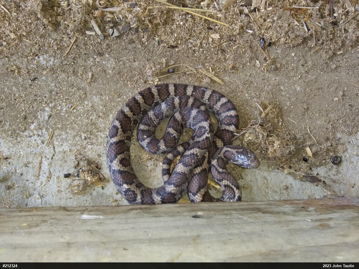 Eastern Milksnake