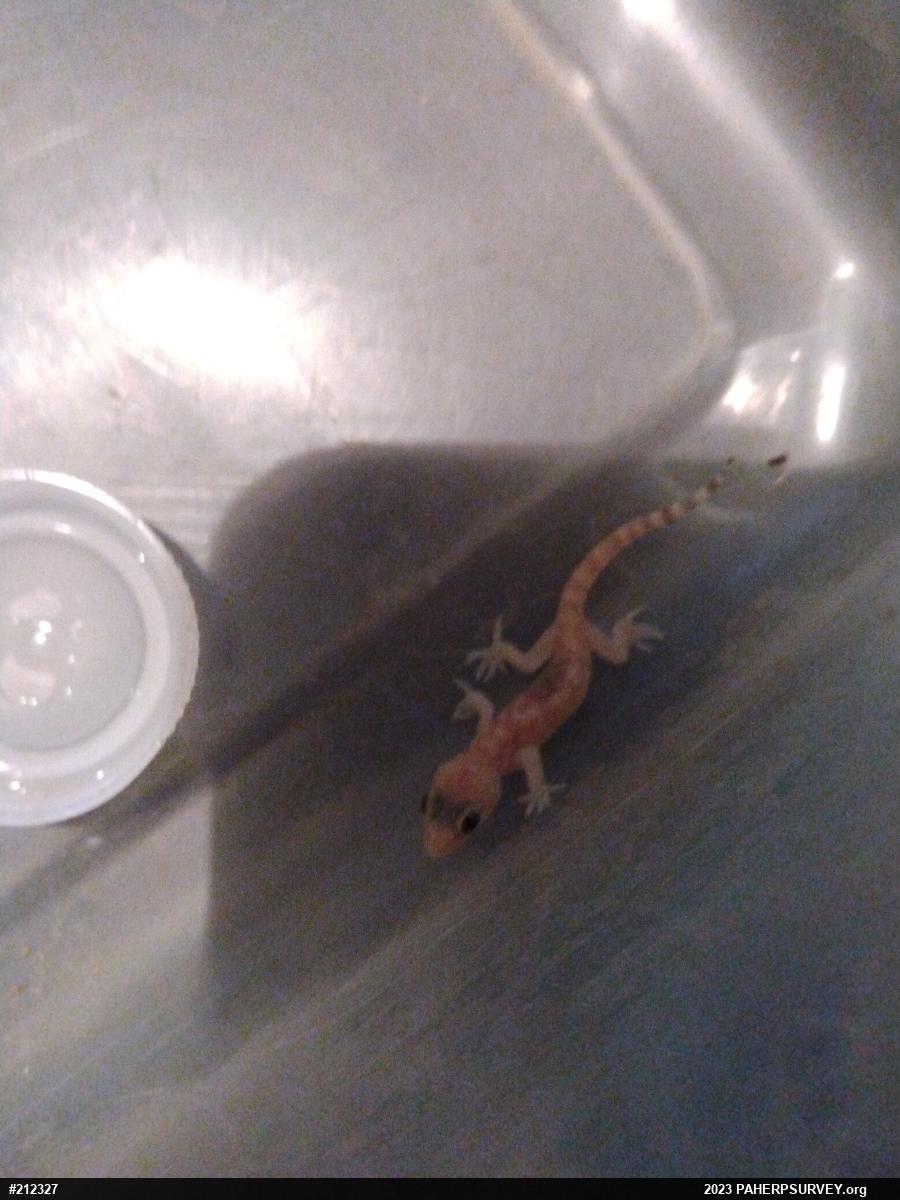 Mediterranean House Geckos