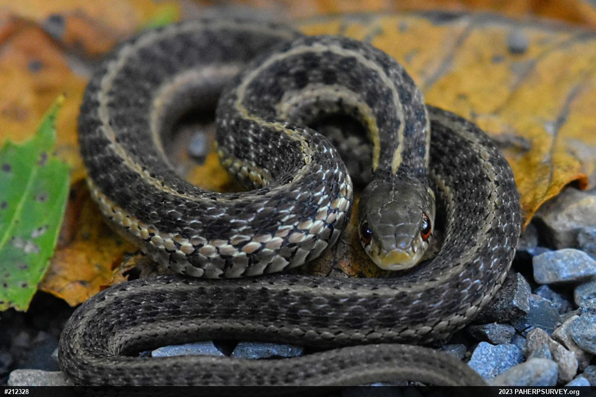 Eastern Gartersnake