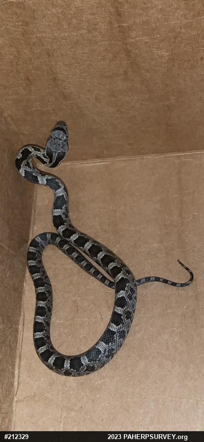 Eastern Ratsnake