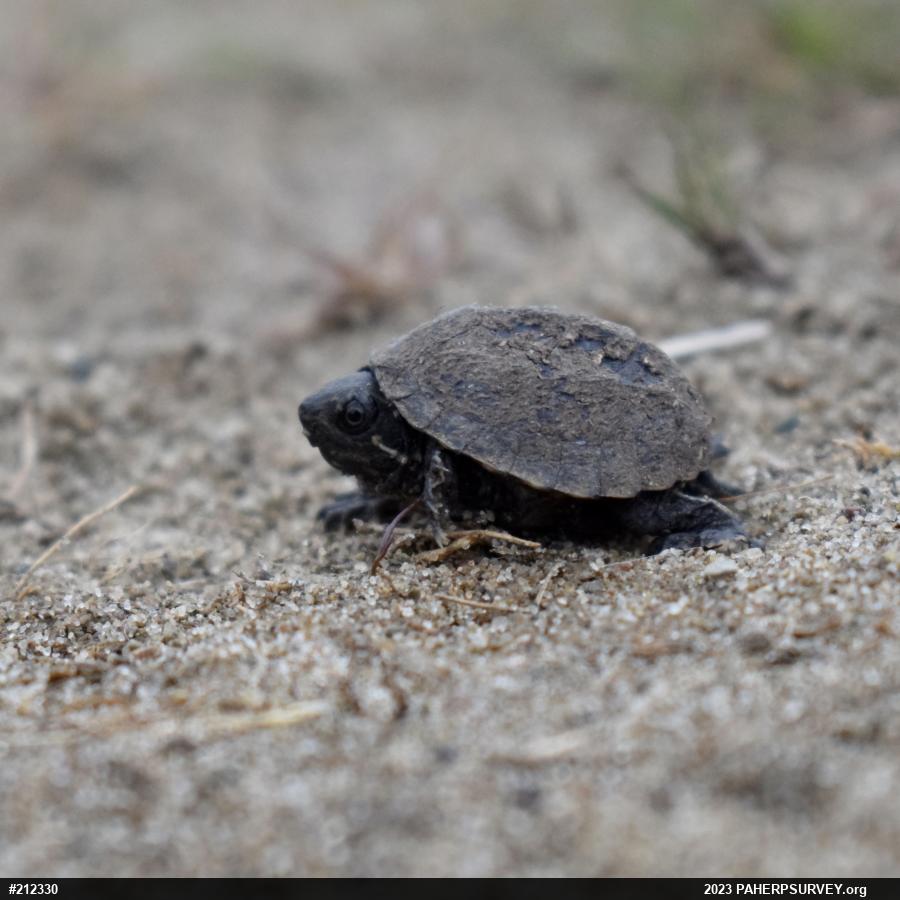 Eastern Musk Turtle