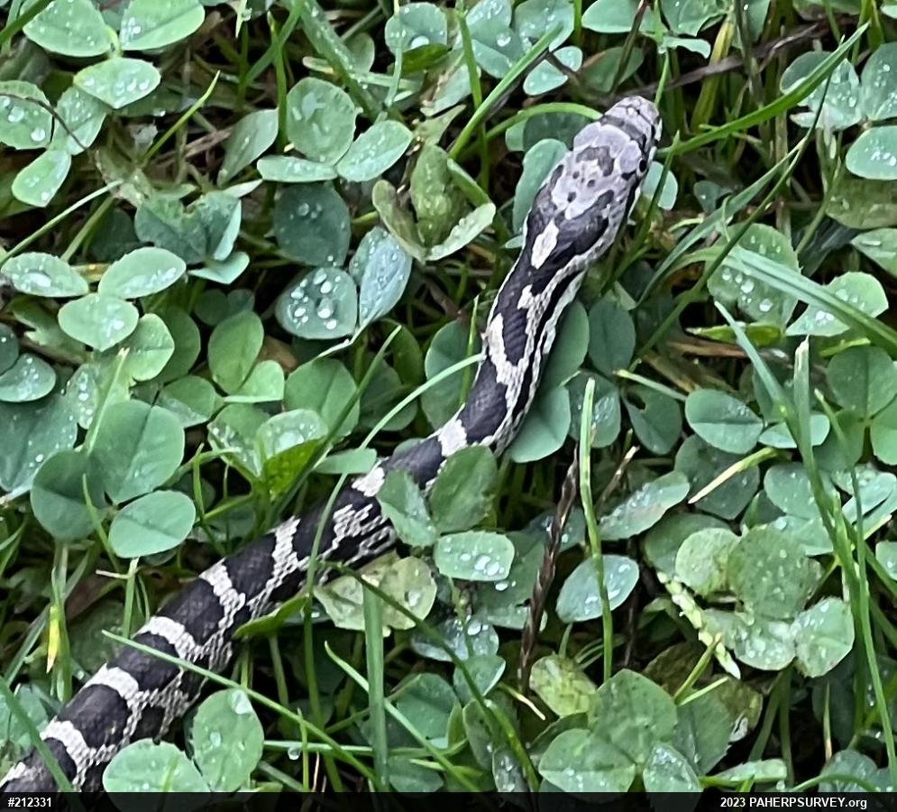 Eastern Ratsnake