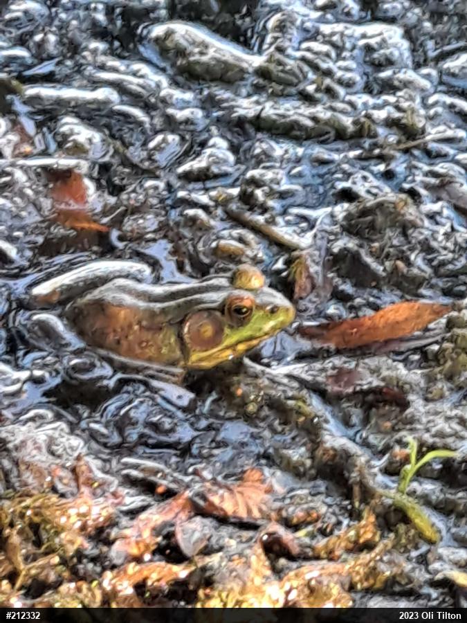 Green Frog